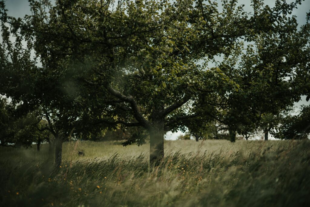 A tree in a field with grass and trees