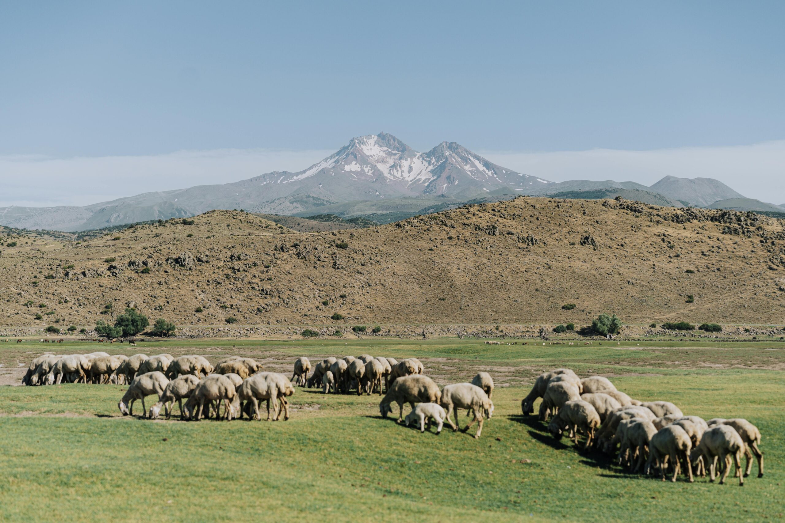 Flock of sheep grazing with a mountain backdrop in a serene countryside setting.